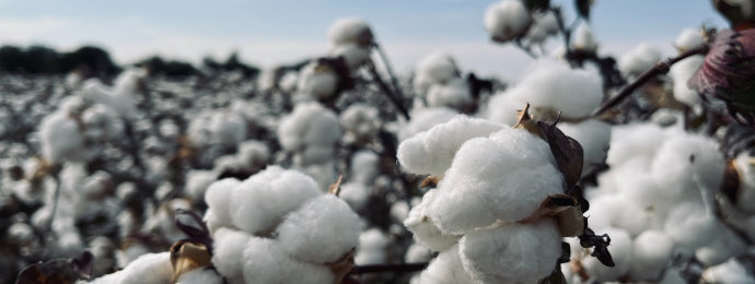 US-Prognose für Baumwolle sorgt für kurzfristige Bodenbildung – Wisdom Tree Cotton interessant